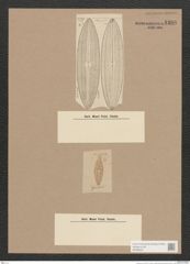 Navicula sp. (de-Toni-Nr.: Genus 1) Zeichnungen Sammlung Grunow Nr. 1388 (NHMW-BOT-W0368351)